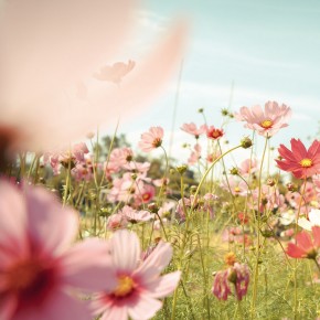 Gute Wünsche - Zum Geburtstag