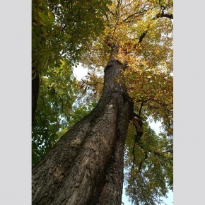 Bildband: Wie ein Baum